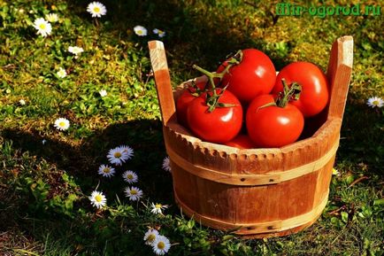 Cum să aibă grijă de tomate pentru o recoltă bună