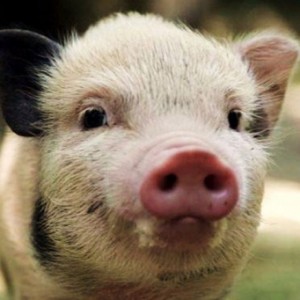 Cum de a alege un porc rapid și ușor