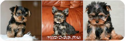 Cum de a alege un catelus Yorkshire terrier este de a ști (foto)