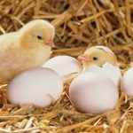 Cum să hatch pui la domiciliu o descriere detaliată a nașterii unui pui mic