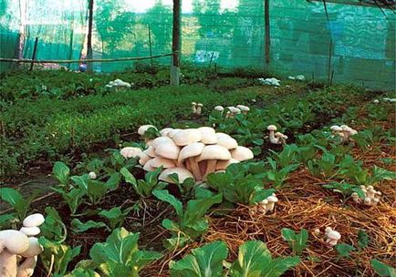 Cum să crească ciuperci la cabana