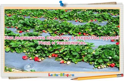 Cum să crească căpșuni în etapa câmp deschis cu pas