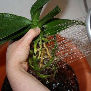 Cum să crească orhidee la recomandări pentru îngrijirea la domiciliu a unei plante