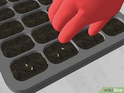 Cum să crească o margaretă