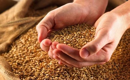 Cum să crească grâu - plantarea și îngrijirea de cereale, recoltarea