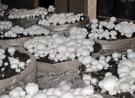 Cum să crească ciuperci în țară - ciuperci, ciuperci stridie, chanterelles