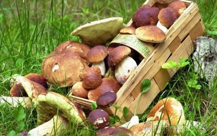 Cum să crească o ciuperci de pădure în țară