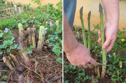 Cum să crească sparanghel din semințe în grădină