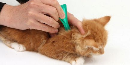 Cum de a aduce purici la pisici - un mijloc eficient de luptă în prețurile de acasă