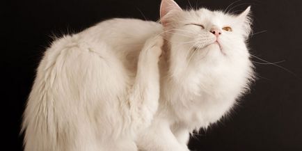 Cum de a aduce purici la pisici - un mijloc eficient de luptă în prețurile de acasă