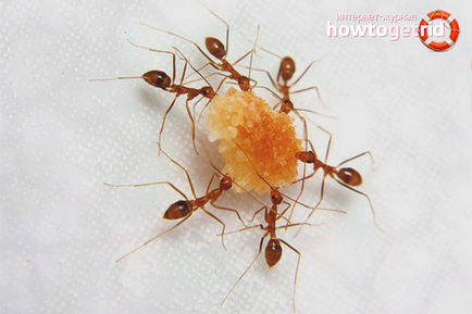Cum de a aduce acasă furnicile din apartament
