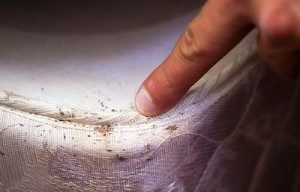 Cum să se retragă din bug-uri pat canapea-te ce să facă