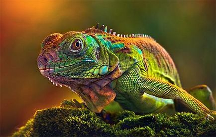 Ca un cameleon își schimbă culoarea, și de ce depinde (schimbare) Ca un cameleon își schimbă culoarea, și de ce depinde