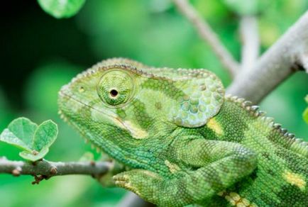 Ca un cameleon își schimbă culoarea, și ceea ce depinde (depinde) Ca un cameleon își schimbă culoarea, și de ce depinde