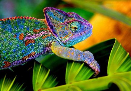 Ca un cameleon își schimbă culoarea, și de ce depinde (cameleon) Ca un cameleon își schimbă culoarea, și de ce depinde
