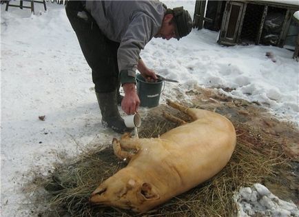 Cum de a ucide o tehnologie dreptul de porc, echipamente, sfaturi