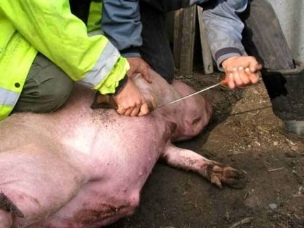 Cum de a ucide o tehnologie dreptul de porc, echipamente, sfaturi