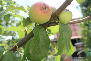 Cum de a face un măr să dea roade, pentru