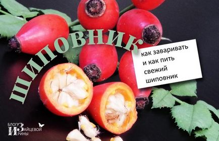 Rosa canina (măceșe) de la fabricarea berii Cum să fiarbă mărăcini