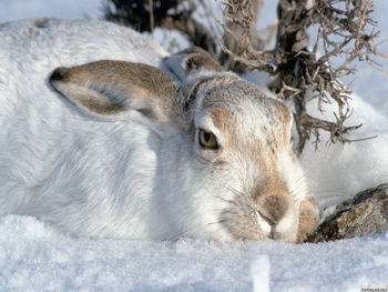 Cum de a trăi întrebări iepuri de câmp tânără naturalist de iarnă