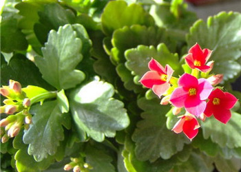 specii Kalanchoe - - Kalanchoe Kalanchoe în creștere - îngrijire, transplant și