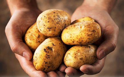 cartofi pentru sugari piure atunci când este administrat cartofi nadă