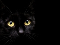 De ce vis de o interpretare negru vis pisica - o pisică neagră într-un vis