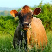De ce vis de o vacă o vacă femeie carte de vis vis