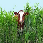 De ce vis de o vacă o vacă femeie carte de vis vis