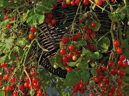 De ce vis de tomate roșu femeie în grădină