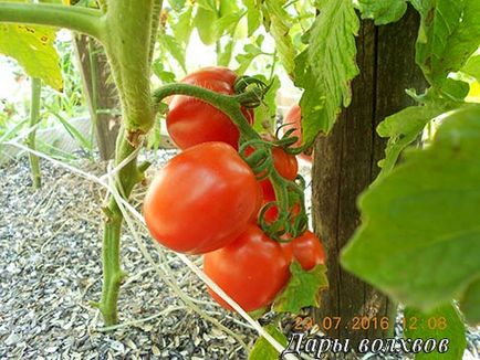 De ce vis de tomate roșu femeie în grădină