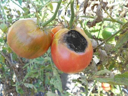 De ce vis de tomate roșu femeie în grădină