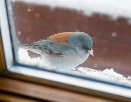 Ce bate o pasăre în fereastra afla!