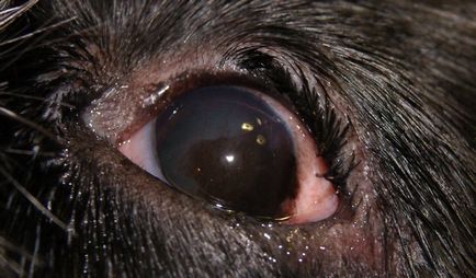 Cheratita simptomelor câini și metode de tratament (foto)