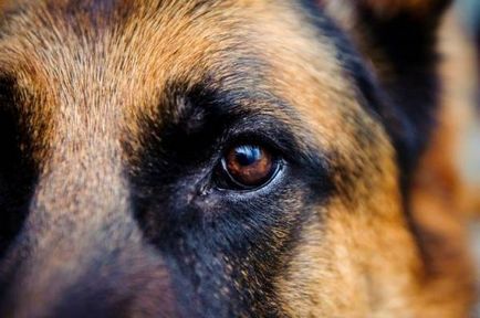 Cheratită - inflamație a corneei la câini