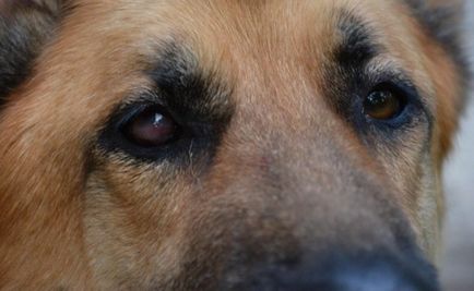 Cheratită (inflamația corneei) la câini - simptome, tratament, medicamente, cauze ale noastre