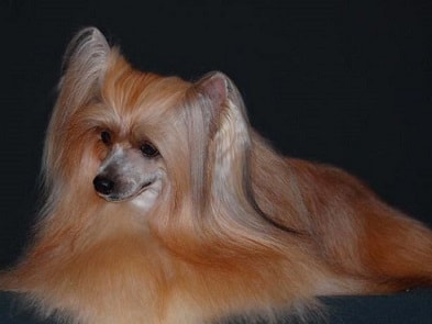 câine chinezesc cu creastă, zona de confort