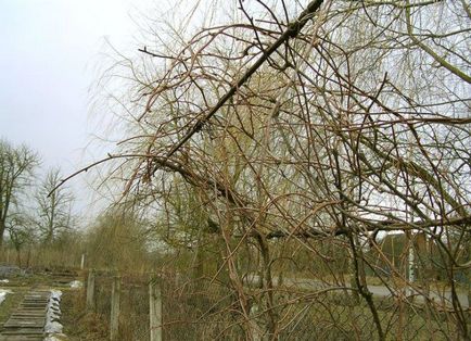 magnolie chineză de viță de vie - cultivare și întreținere, de plantare, de reproducție