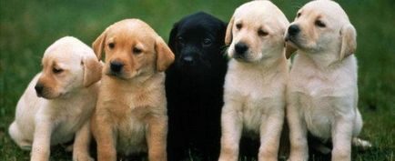 Poreclele pentru câini băieți amuzante, frumoase, amuzante, pentru rasele mici