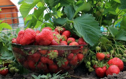 Căpșuni și diferențe majore de căpșuni și ceea ce este diferența, descrierea și fotografii, secretele tehnicilor agricole de succes