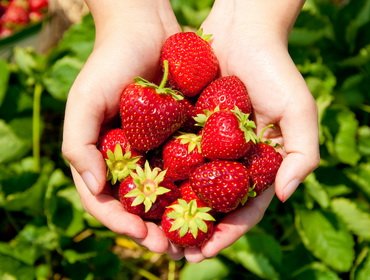 Căpșuni și diferențe majore de căpșuni și ceea ce este diferența, descrierea și fotografii, secretele tehnicilor agricole de succes