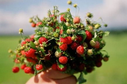 Strawberry nici un căpșuni! Povestea boabelor tuturor favorit - lumea sălbatică sălbatice