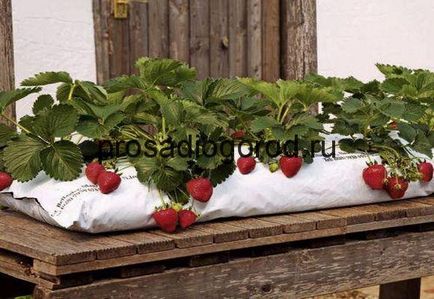 Căpșuni în creștere în saci de selecție tehnologie și substrat de sol, clipuri video și fotografii