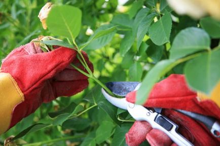 Atunci când pentru a planta trandafiri în teren deschis posibil, în primăvară, tehnologia de plantare, follow-up de ingrijire, fotografie,