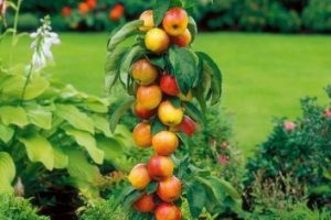 măr columnar - plantare și îngrijire, dragoste grădina mea