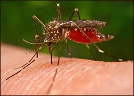 Mușcături de țânțari la copii decât unse
