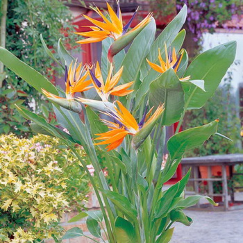 floare de interior Strelitzia (pasăre a paradisului) fotografii, planta flori și cum să crească