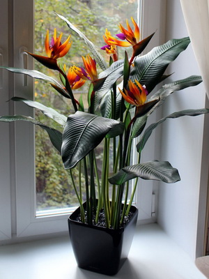 floare de interior Strelitzia (pasăre a paradisului) fotografii, planta flori și cum să crească