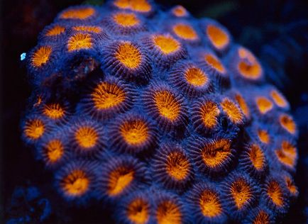 Coralii - cele mai vechi creaturi de pe pământ, știri fotografie