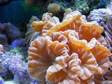 Coralii - cele mai vechi creaturi de pe pământ, știri fotografie